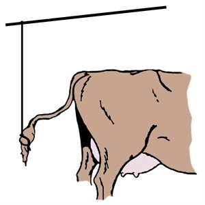 Corde elastique (queue de vache) 1 / 8'' (3.2mm) x 165' (50m)